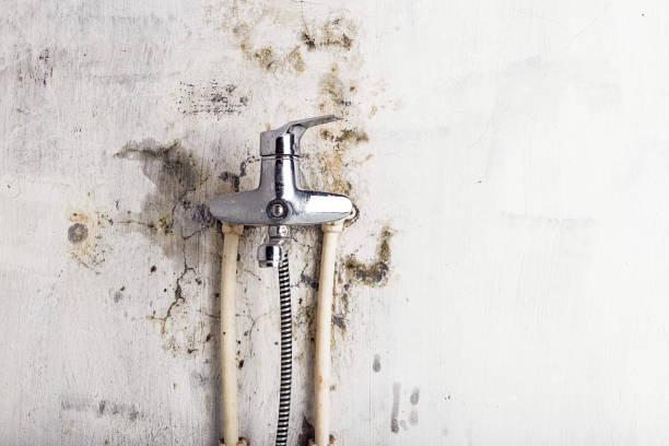 Best Black Mold Removal  in Varnville, SC