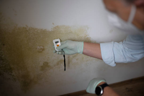 Reliable Varnville, SC Mold Removal Solutions