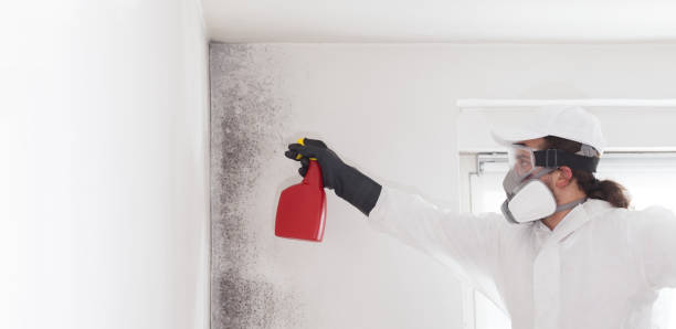 Best Office Mold Removal Services  in Varnville, SC