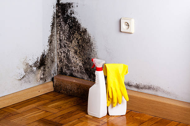 Best Certified Mold Removal  in Varnville, SC