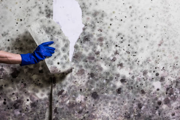 Best Mold Removal Company Near Me  in Varnville, SC